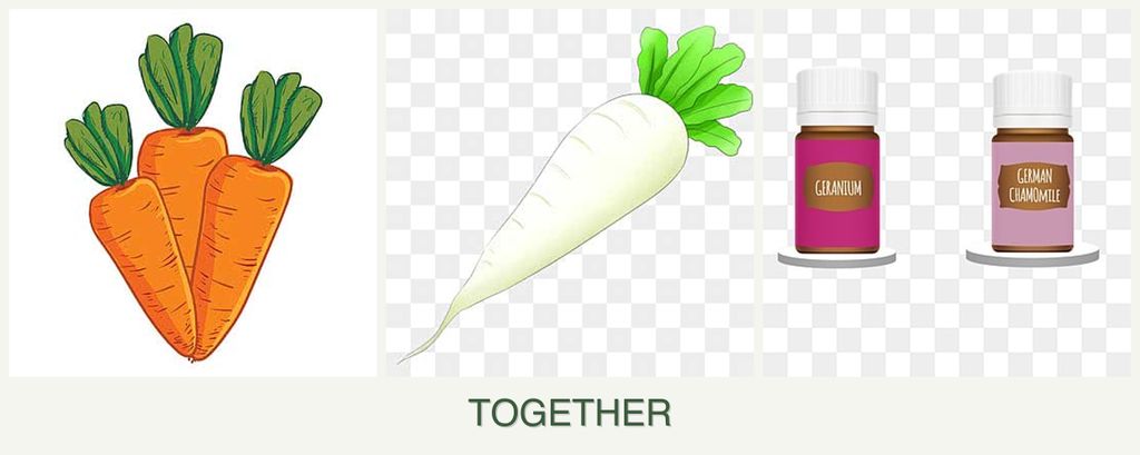 Can you plant carrots, radishes and geraniums together?