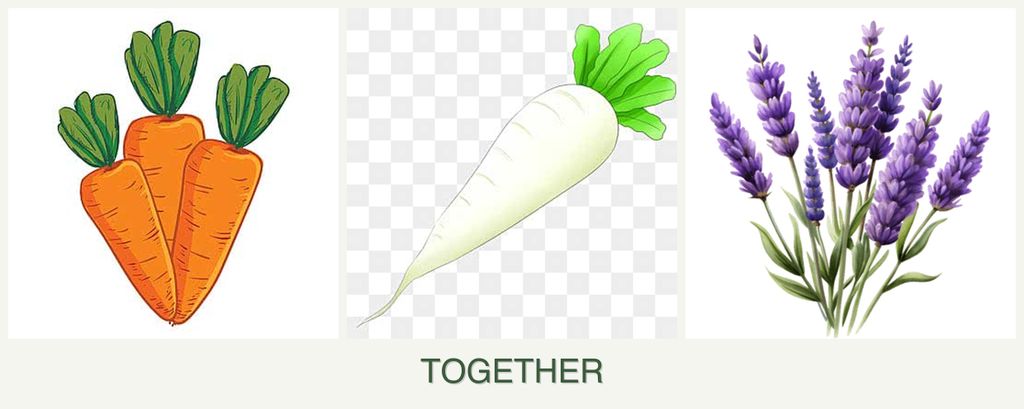 Can you plant carrots, radishes and lavender together?