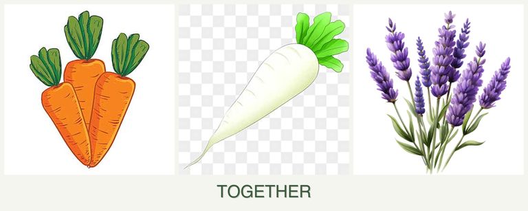 Can you plant carrots, radishes and lavender together?