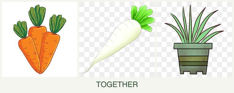Can you plant carrots, radishes and lemongrass together?
