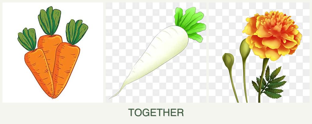 Can you plant carrots, radishes and marigolds together?
