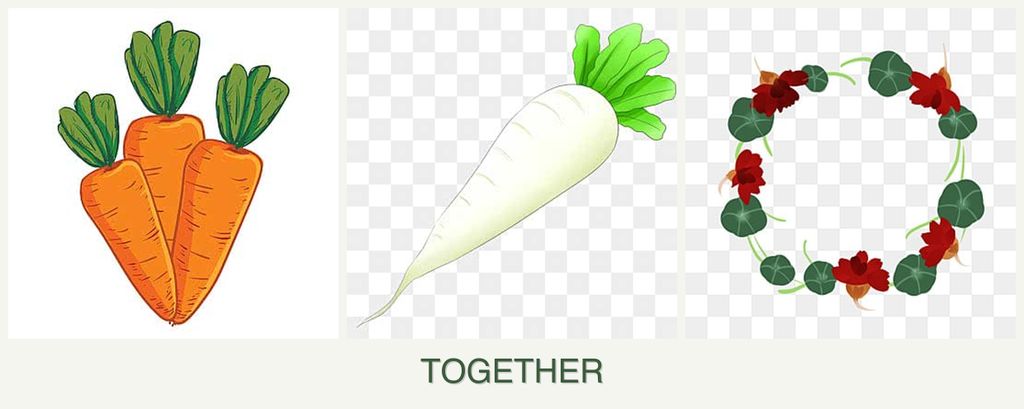 Can you plant carrots, radishes and nasturtiums together?