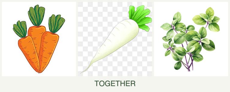 Can you plant carrots, radishes and oregano together?