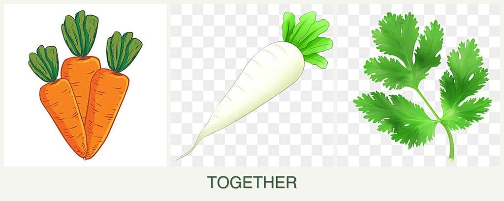 Can you plant carrots, radishes and parsley together?