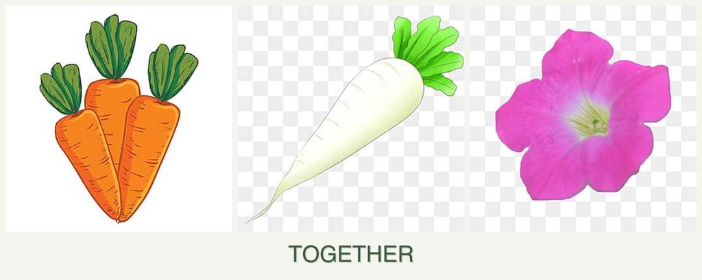 Can you plant carrots, radishes and petunias together?