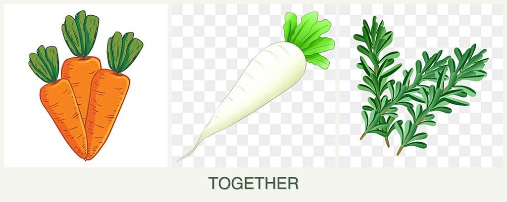 Can you plant carrots, radishes and rosemary together?