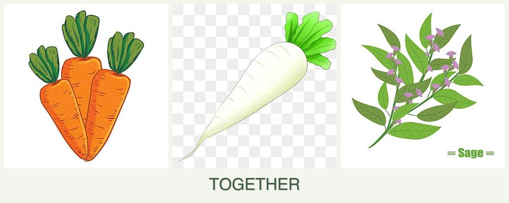 Can you plant carrots, radishes and sage together?