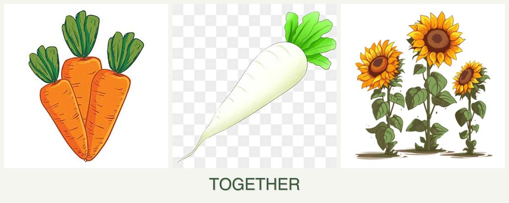 Can you plant carrots, radishes and sunflowers together?