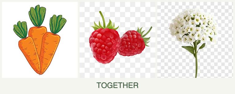 Can you plant carrots, raspberries and alyssum together?