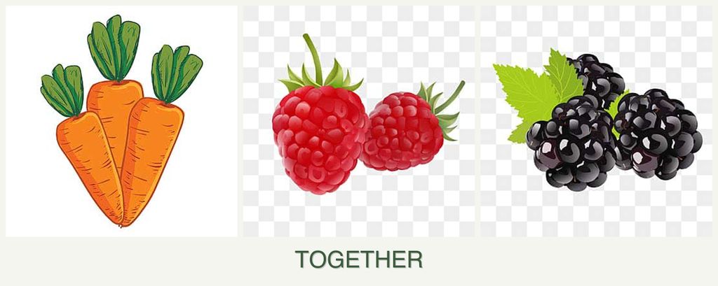 Can you plant carrots, raspberries and blackberries together?