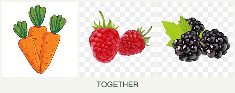 Can you plant carrots, raspberries and blackberries together?
