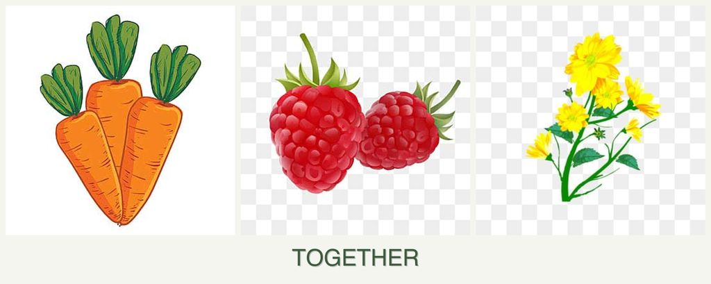 Can you plant carrots, raspberries and calendula together?
