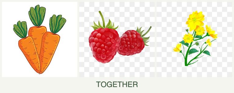 Can you plant carrots, raspberries and calendula together?