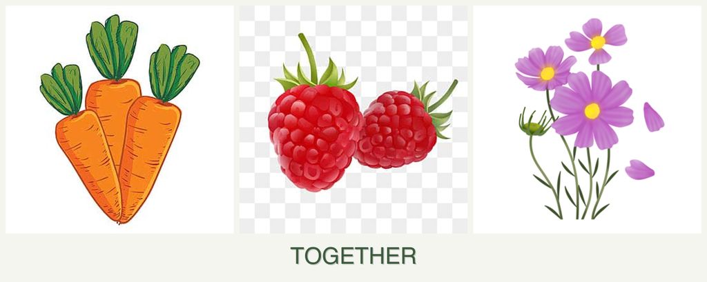 Can you plant carrots, raspberries and cosmos together?