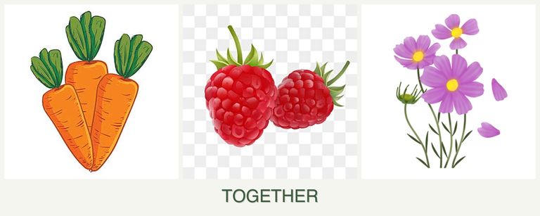 Can you plant carrots, raspberries and cosmos together?