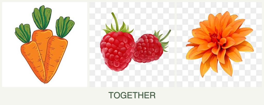 Can you plant carrots, raspberries and dahlias together?