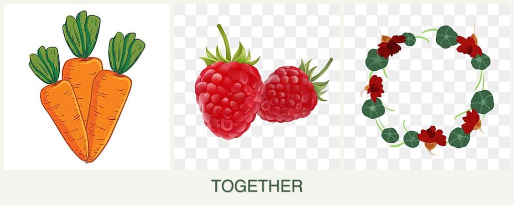 Can you plant carrots, raspberries and nasturtiums together?