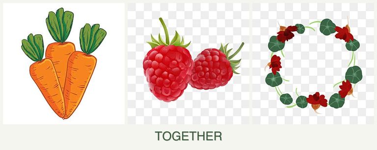 Can you plant carrots, raspberries and nasturtiums together?