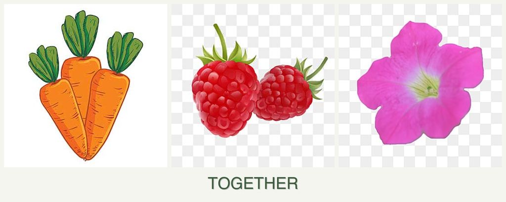 Can you plant carrots, raspberries and petunias together?