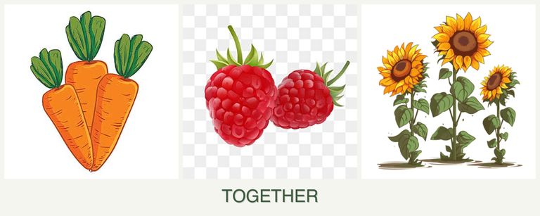 Can you plant carrots, raspberries and sunflowers together?