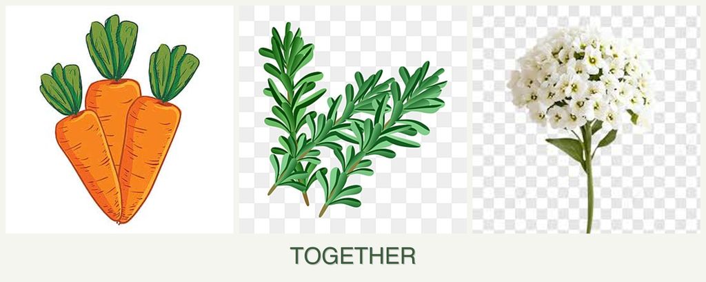 Can you plant carrots, rosemary and alyssum together?