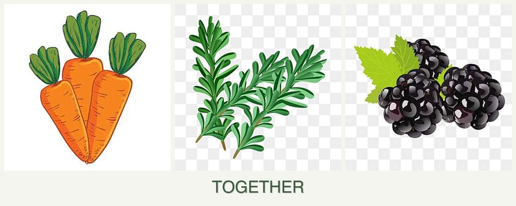 Can you plant carrots, rosemary and blackberries together?