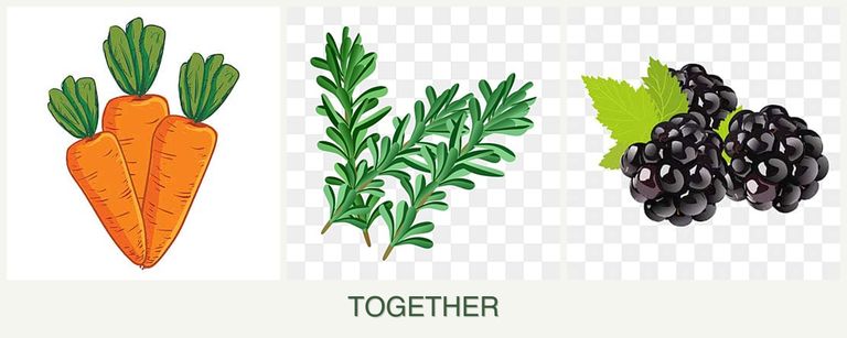 Can you plant carrots, rosemary and blackberries together?