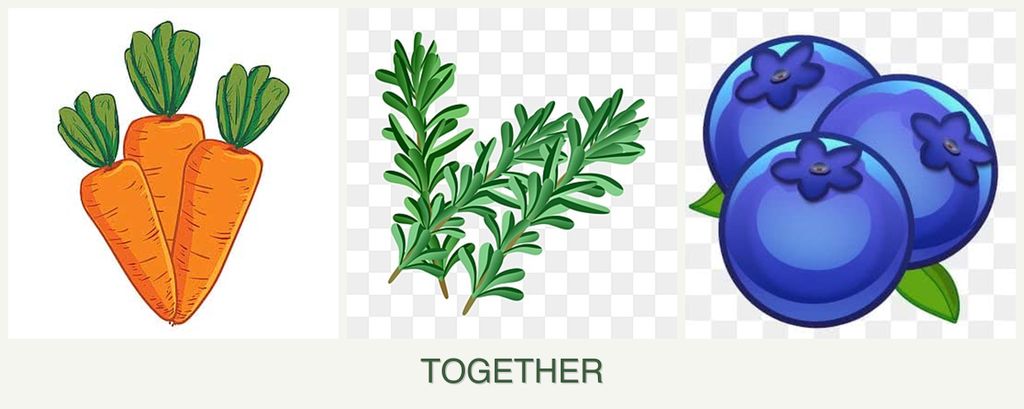 Can you plant carrots, rosemary and blueberries together?