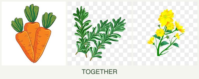 Can you plant carrots, rosemary and calendula together?