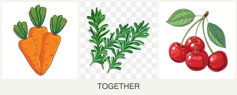 Can you plant carrots, rosemary and cherries together?