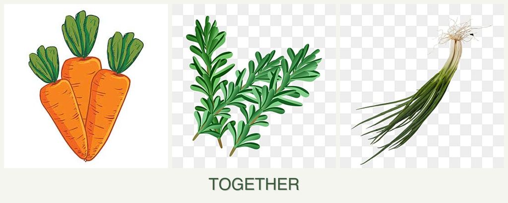 Can you plant carrots, rosemary and chives together?