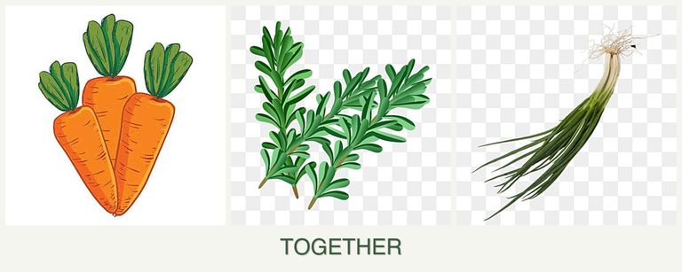 Can you plant carrots, rosemary and chives together?