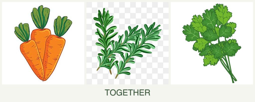 Can you plant carrots, rosemary and cilantro together?