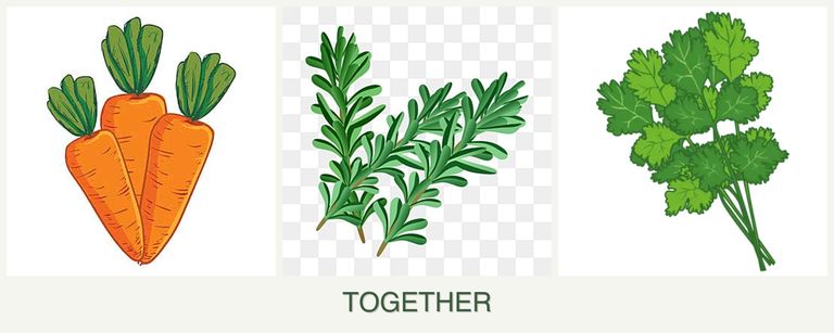 Can you plant carrots, rosemary and cilantro together?