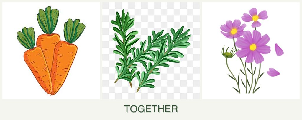 Can you plant carrots, rosemary and cosmos together?