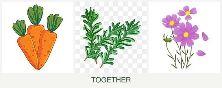 Can you plant carrots, rosemary and cosmos together?
