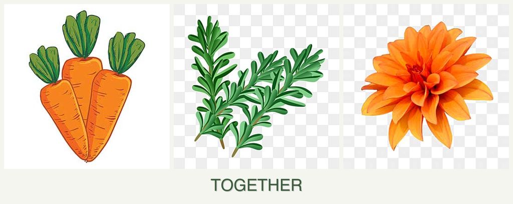 Can you plant carrots, rosemary and dahlias together?