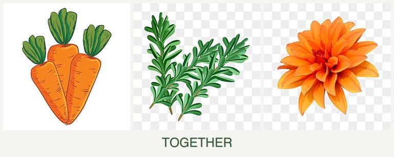 Can you plant carrots, rosemary and dahlias together?