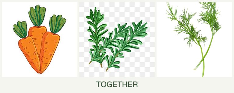 Can you plant carrots, rosemary and dill together?