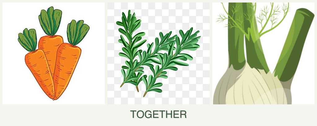 Can you plant carrots, rosemary and fennel together?