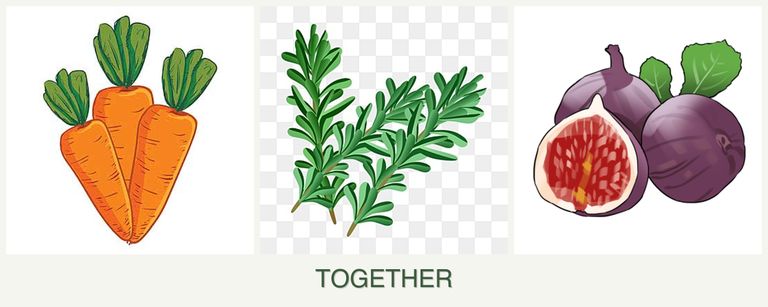 Can you plant carrots, rosemary and figs together?