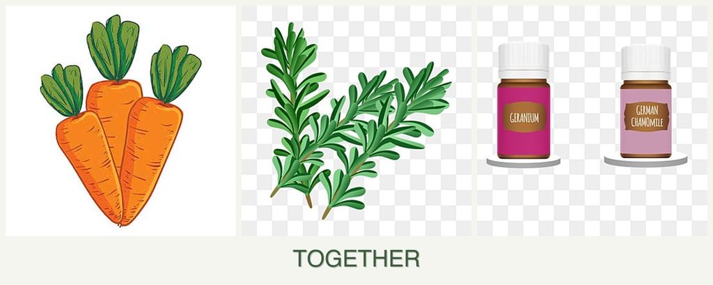 Can you plant carrots, rosemary and geraniums together?