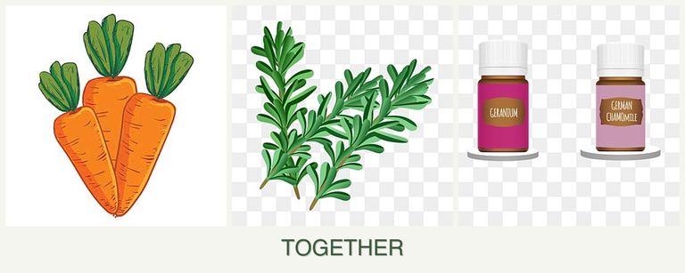 Can you plant carrots, rosemary and geraniums together?
