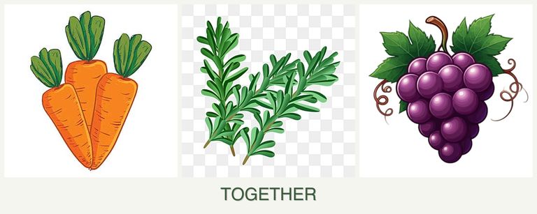 Can you plant carrots, rosemary and grapes together?
