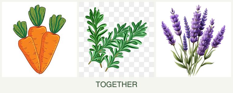 Can you plant carrots, rosemary and lavender together?