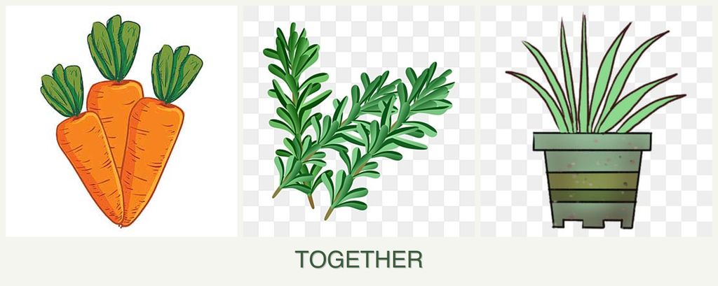 Can you plant carrots, rosemary and lemongrass together?