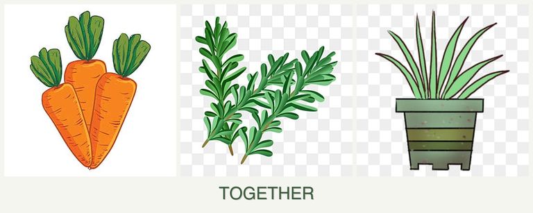 Can you plant carrots, rosemary and lemongrass together?