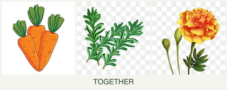Can you plant carrots, rosemary and marigolds together?