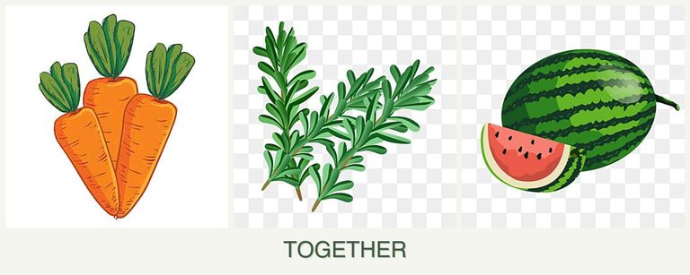 Can you plant carrots, rosemary and melons together?