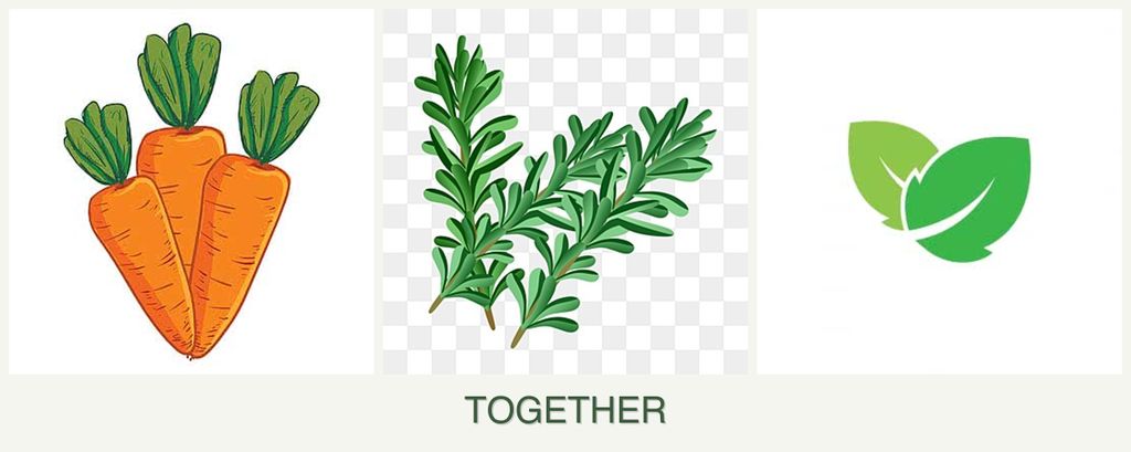 Can you plant carrots, rosemary and mint together?